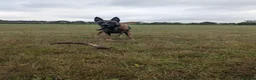 Belgian Shepherd Dog dogs for stud: Proven Malinois Stud – Police Service Bloodline - Advert 9
