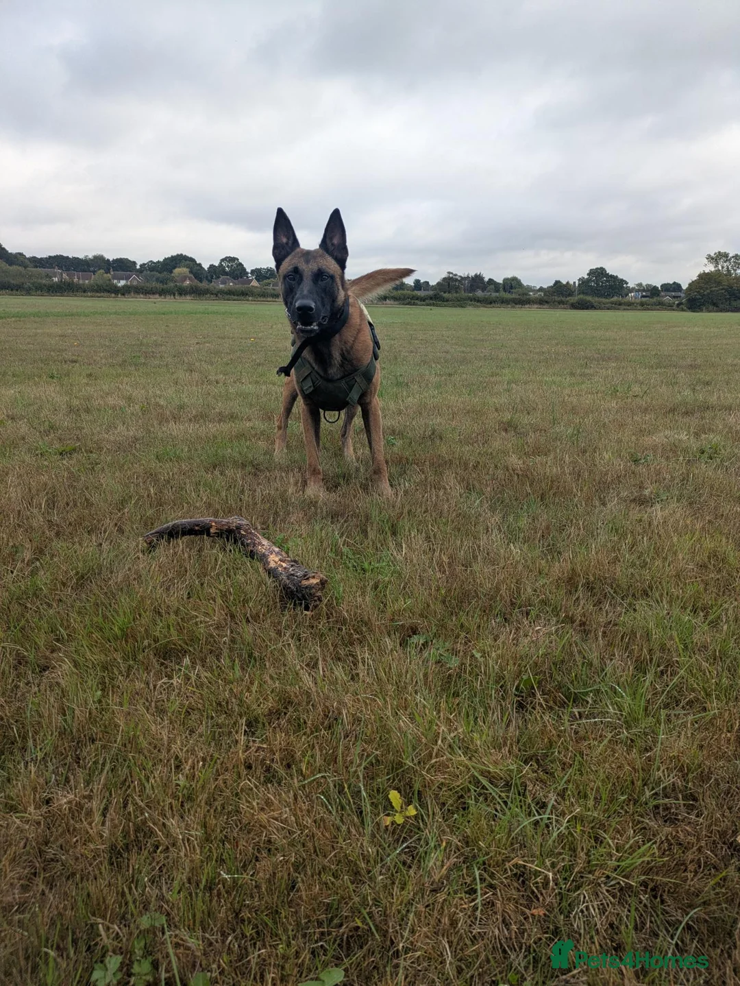 Belgian Shepherd Dog dogs for stud: Proven Malinois Stud – Police Service Bloodline - Advert 9