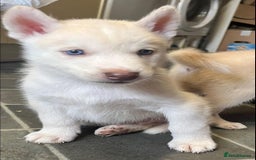 Siberian Husky dogs for sale: Beautiful Siberian Huskies- Last 4 Reduced!! - Image 20