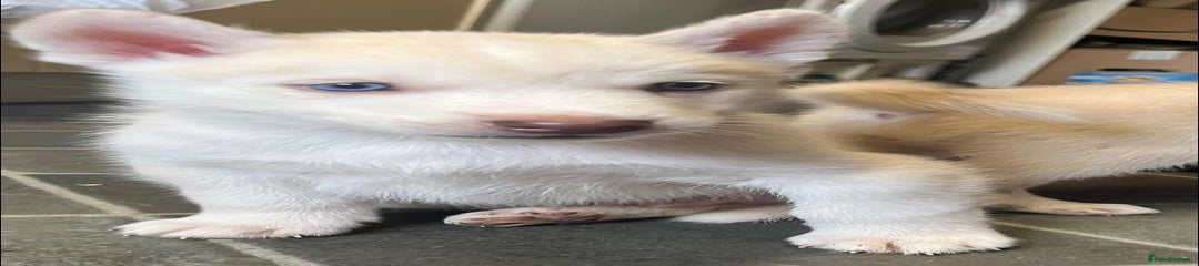 Siberian Husky Puppy 3