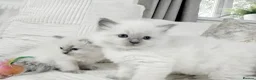 Ragdoll cats for sale: Blue Point Ragdoll Kittens for sale - Advert 34