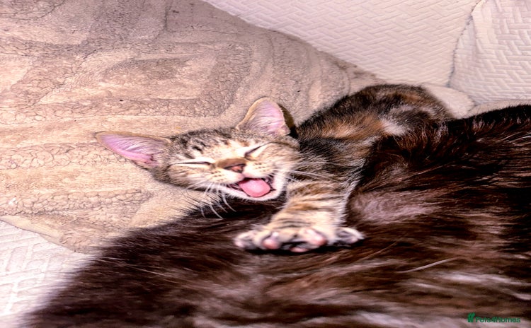 Mixed Breed cats - Advert 1