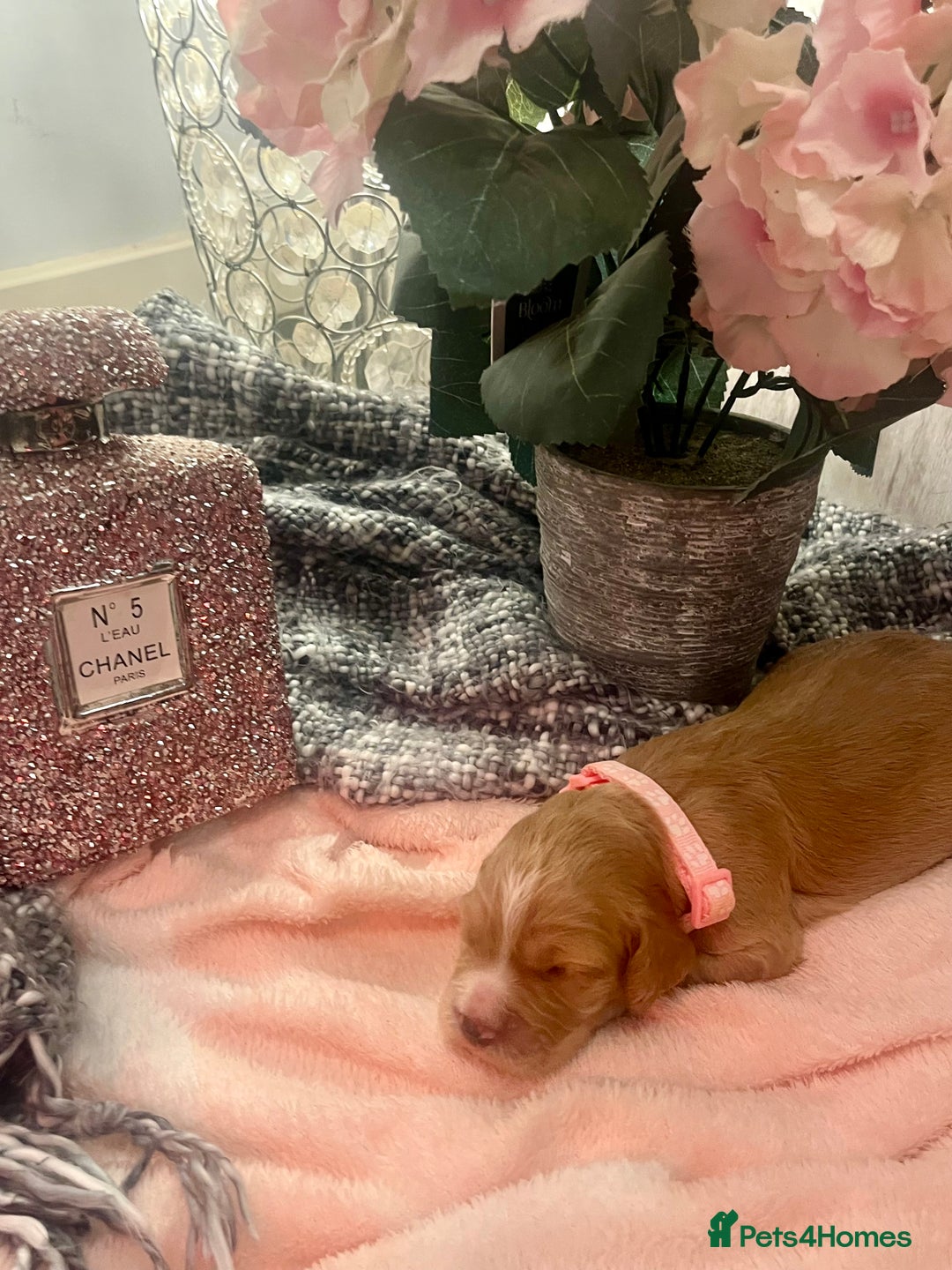 Cocker Spaniel dogs for sale: Pedigree Cocker Spaniel Puppies Fir Sale  - Advert 4