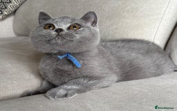 British Shorthair cats for sale: Beautiful kittens  - Image 27