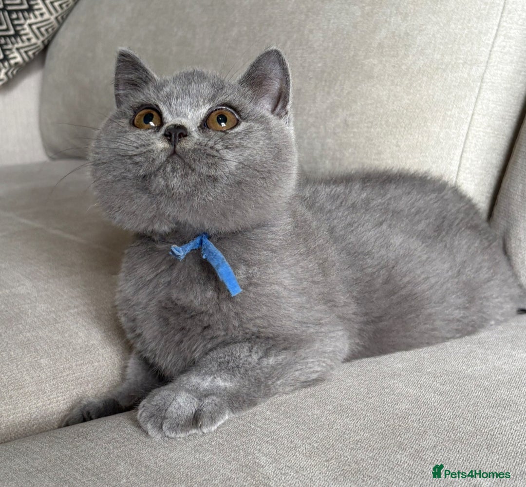 British Shorthair cats for sale: Beautiful kittens  - Image 27