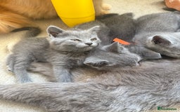 British Shorthair cats for sale: British Shorthair Kittens, 5 weeks free Insurance - Image 10