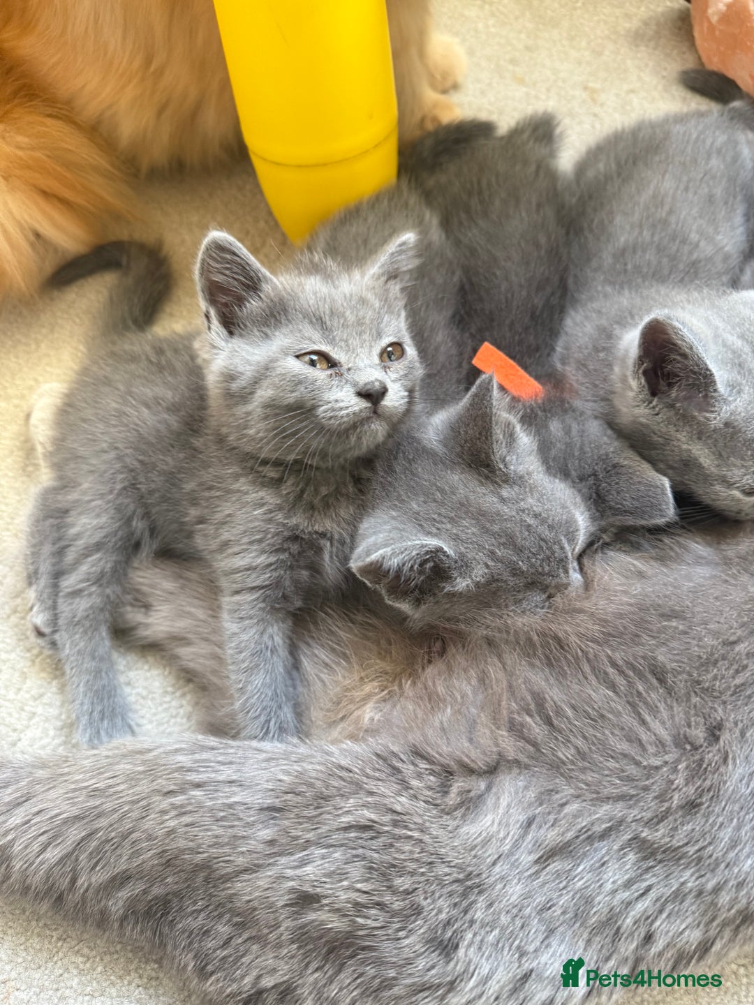 British Shorthair cats for sale: British Shorthair Kittens, 5 weeks free Insurance - Image 10