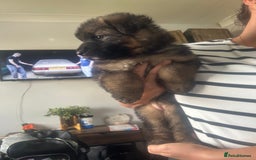 German Shepherd dogs for sale: Beautiful GSD pups - Image 4