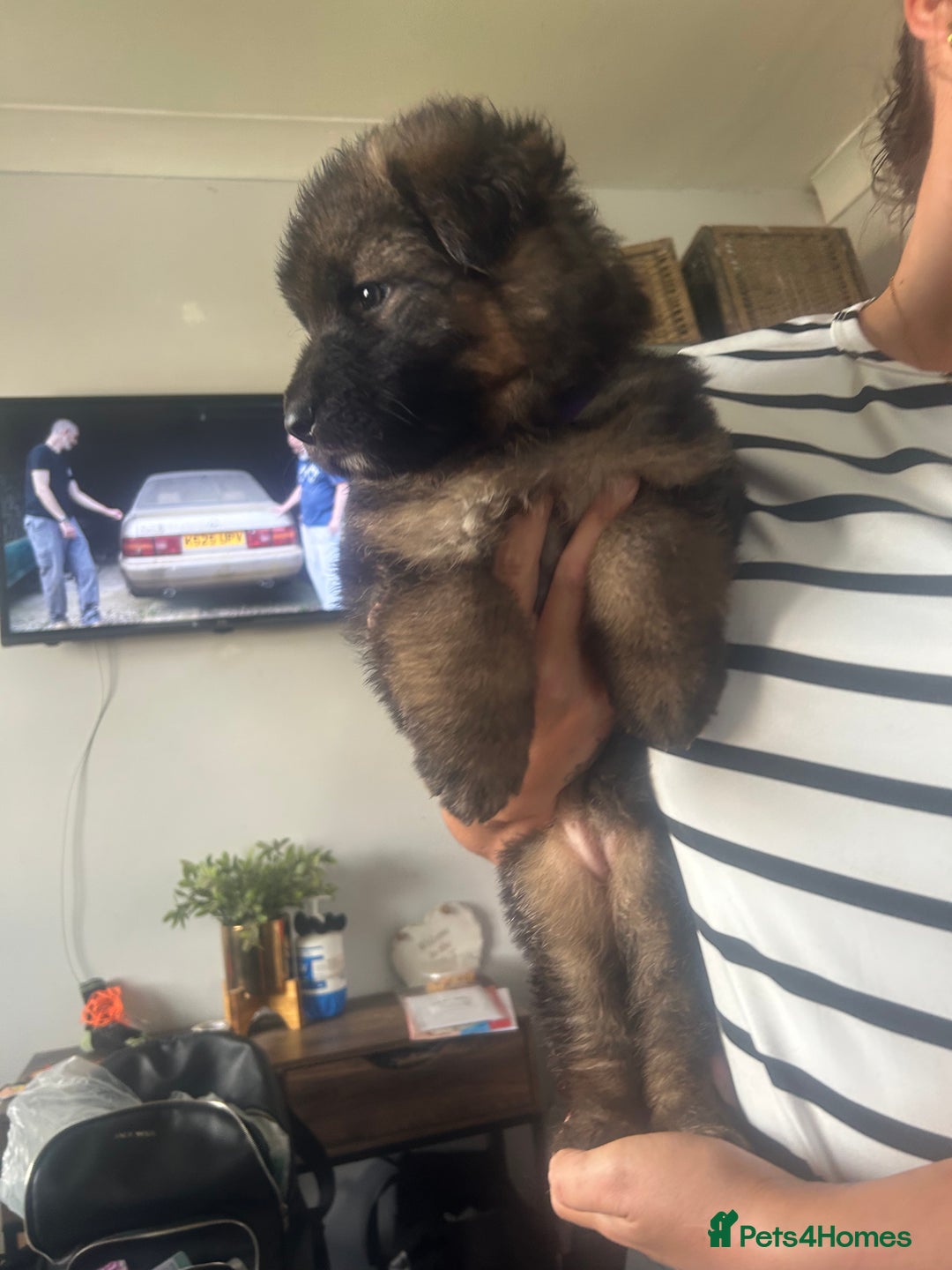 German Shepherd dogs for sale: Beautiful GSD pups - Image 4