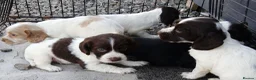 Cocker Spaniel dogs for sale: 9 beautiful Cocker spaniel puppies  - Advert 9