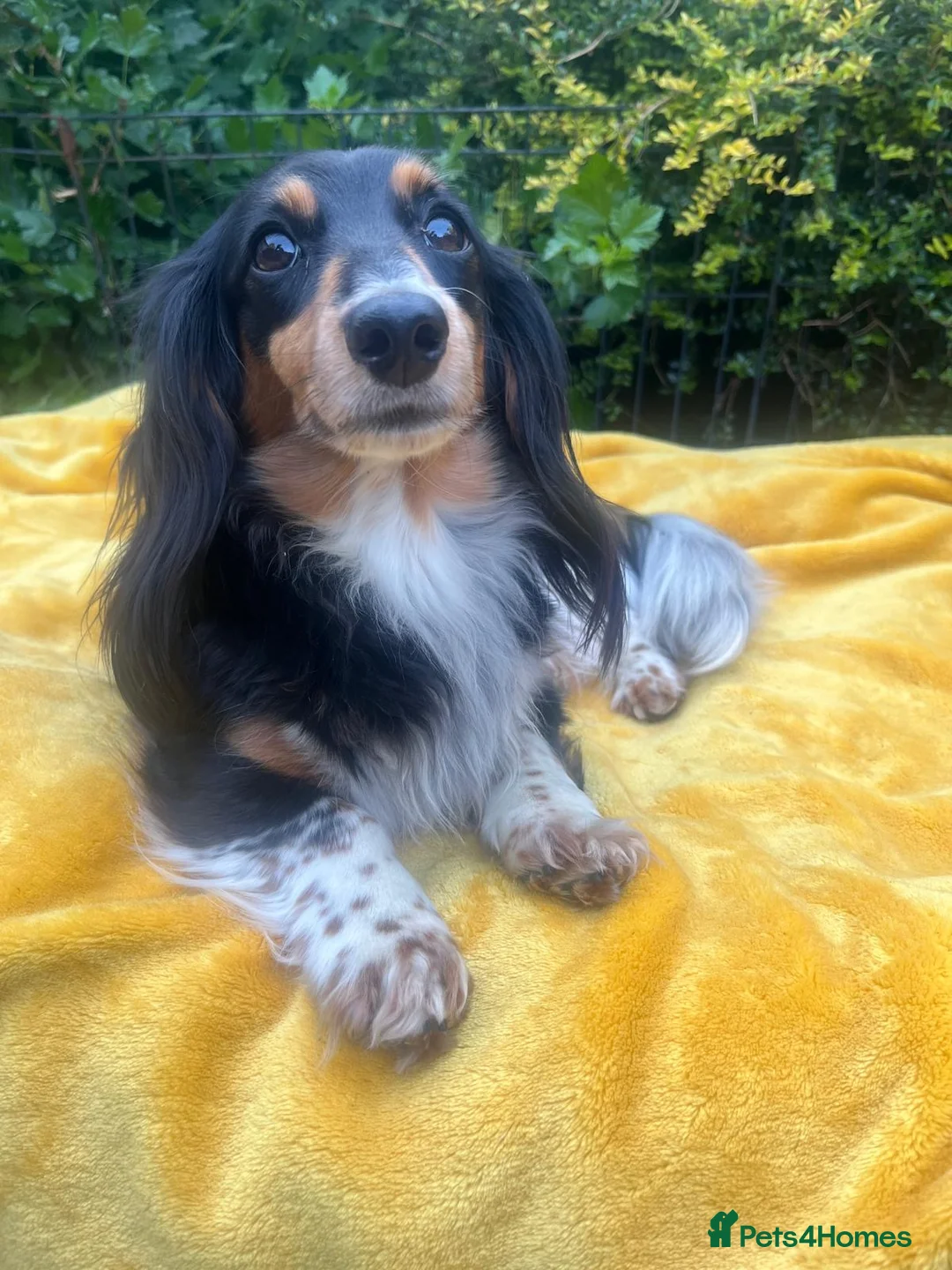Miniature Dachshund dogs for sale: Beautiful KC reg Piebald Dachshunds - Advert 2