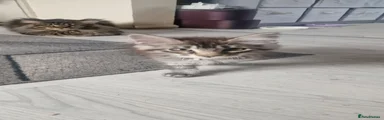 Maine Coon 2