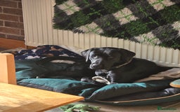 Labrador Retriever dogs for sale: KC Registered 9 Black & 1 Yellow Labrador Puppies - Image 12
