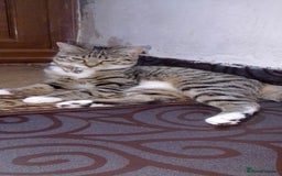 Bengal cats for sale: English tabby X Bengal  - Image 1