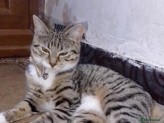 Bengal cats - Advert 9