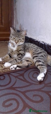 Bengal cats - Advert 7