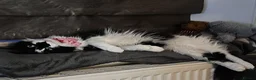 Domestic Shorthair cats for sale: 2 Black and White Cats  - Advert 21