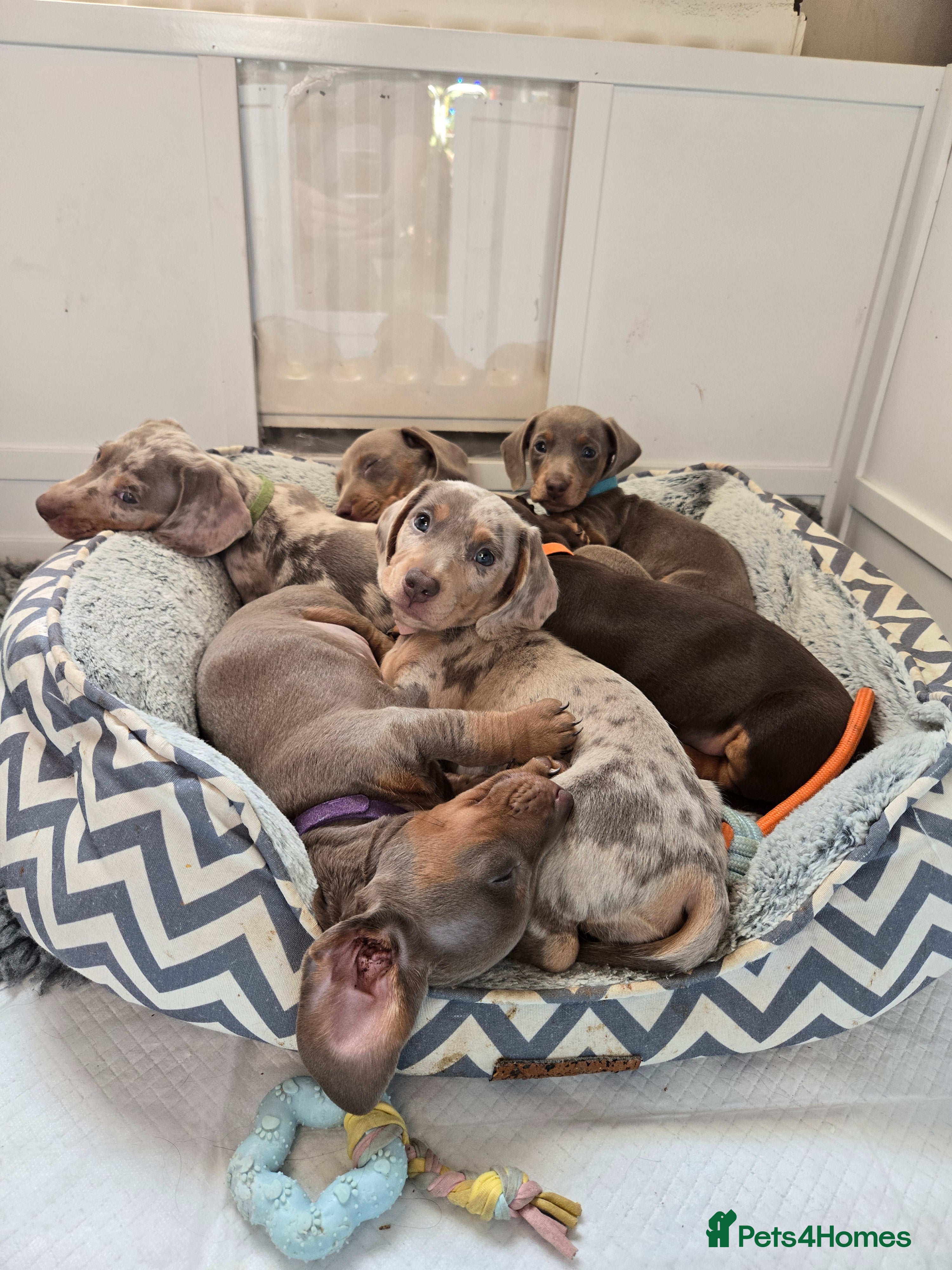 Miniature Dachshund dogs Miniature Dachshund Puppies ready 1st January - Advert 6