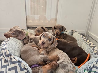 Miniature Dachshund dogs Miniature Dachshund Puppies ready 1st January - Advert 6