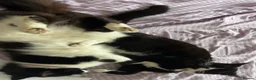 Mixed Breed cats for sale: Bonded pair.  in Crewe - Advert 20
