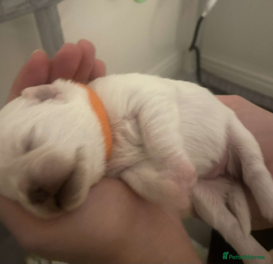 Mixed Breed dogs for sale: pug/bischion frise - Image 2