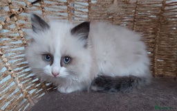 Ragdoll cats for sale: RAGDOLLS BICOLOUR BOY GIRLS BLUE EYES READY NOW  - Advert 35