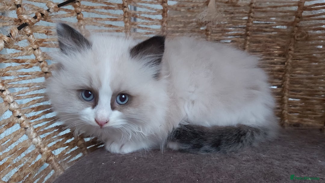 Ragdoll cats for sale: RAGDOLLS BICOLOUR BOY GIRLS BLUE EYES READY NOW  - Advert 35