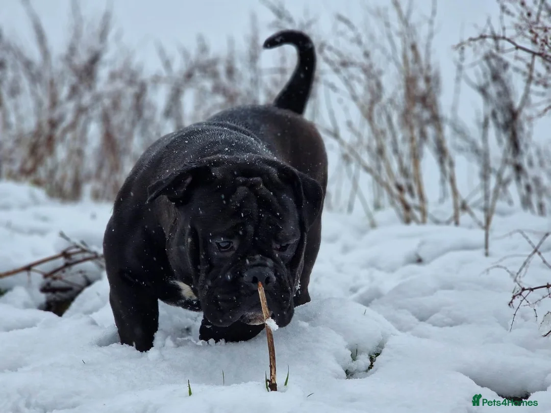Olde English Bulldogge dogs for sale: Rare black olde English bulldogge male  - Advert 3