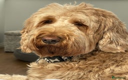 Goldendoodle dogs for sale: Multigenerational Puppies Waiting List - Advert 22
