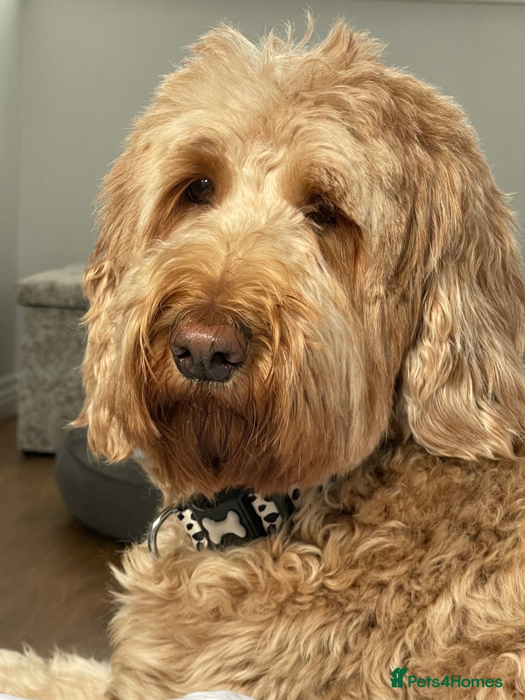 Goldendoodle dogs for sale: Multigenerational Puppies Waiting List - Advert 22