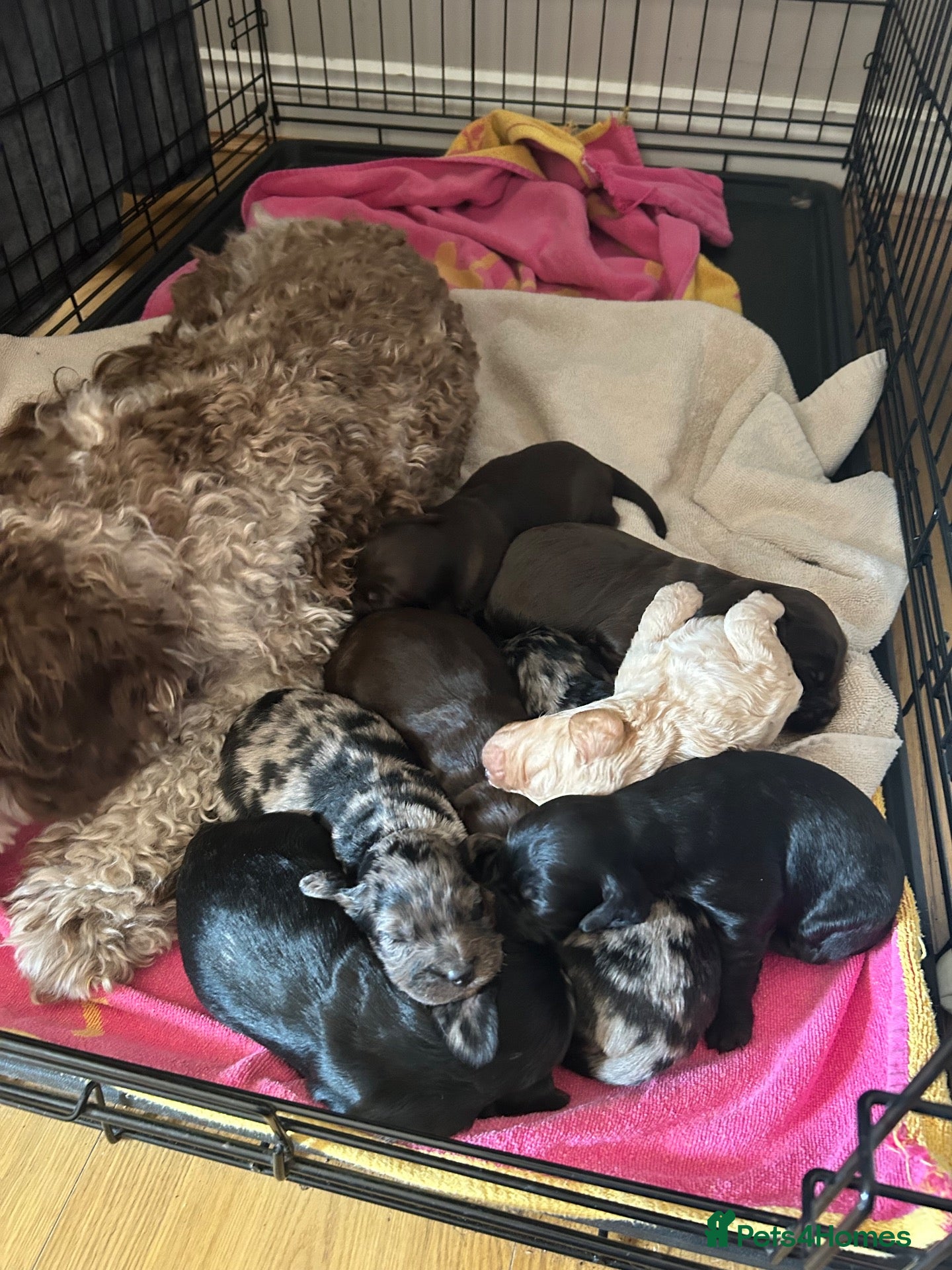 Cavapoo dogs F2 cockapoo for sale - Advert 1