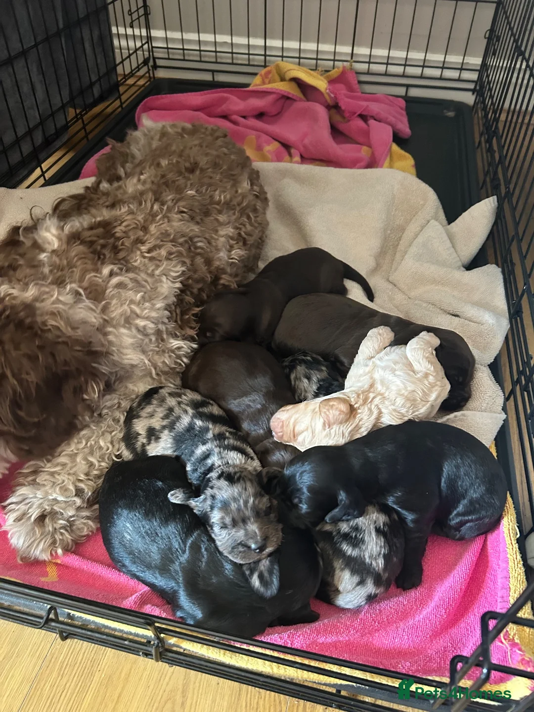 Cavapoo dogs for sale: F2 cockapoo for sale in Rotherham - Advert 1