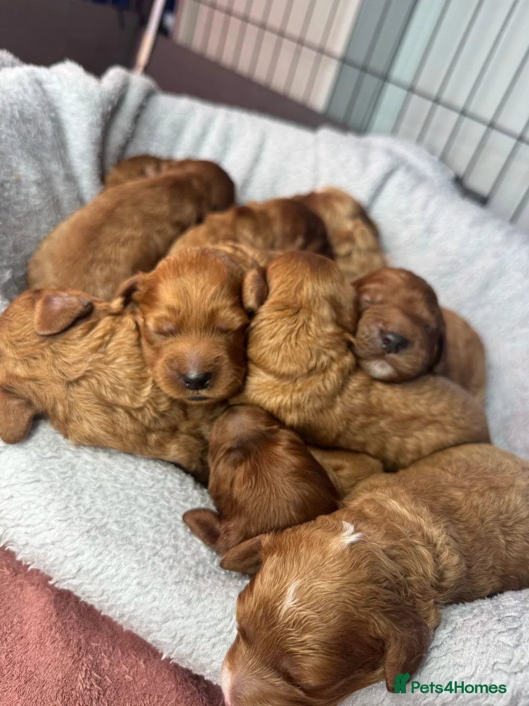 Miniature Poodle dogs for stud: Our Very handsome, charming Red Miniature Poodle  in Warrington - Advert 34