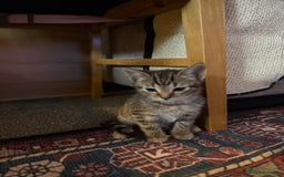 Mixed Breed cats for sale: LAST TWO BOYS REMAINING, kittens for sale - Image 5