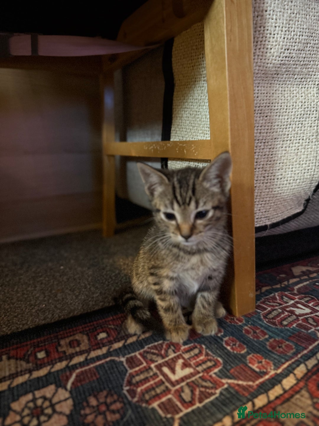 Mixed Breed cats for sale: LAST TWO BOYS REMAINING, kittens for sale - Image 5