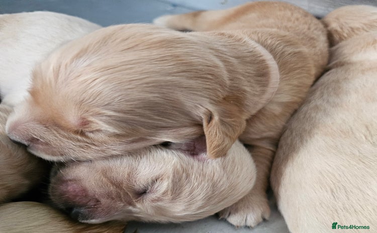 Golden Retriever dogs - Advert 5