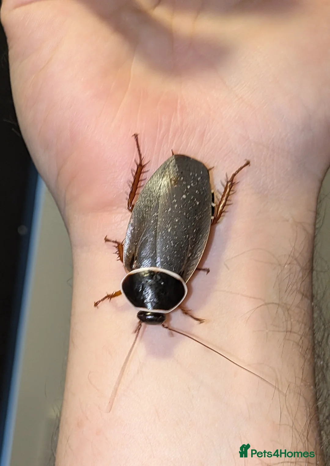 Mixed Breed invertebrates for sale: Pink Flatback Millipedes & Extinct Cave Roaches in Harpenden - Advert 2