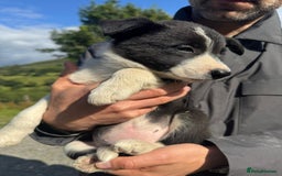 Border Collie dogs for sale: Mid Wales border collie pups  - Image 14