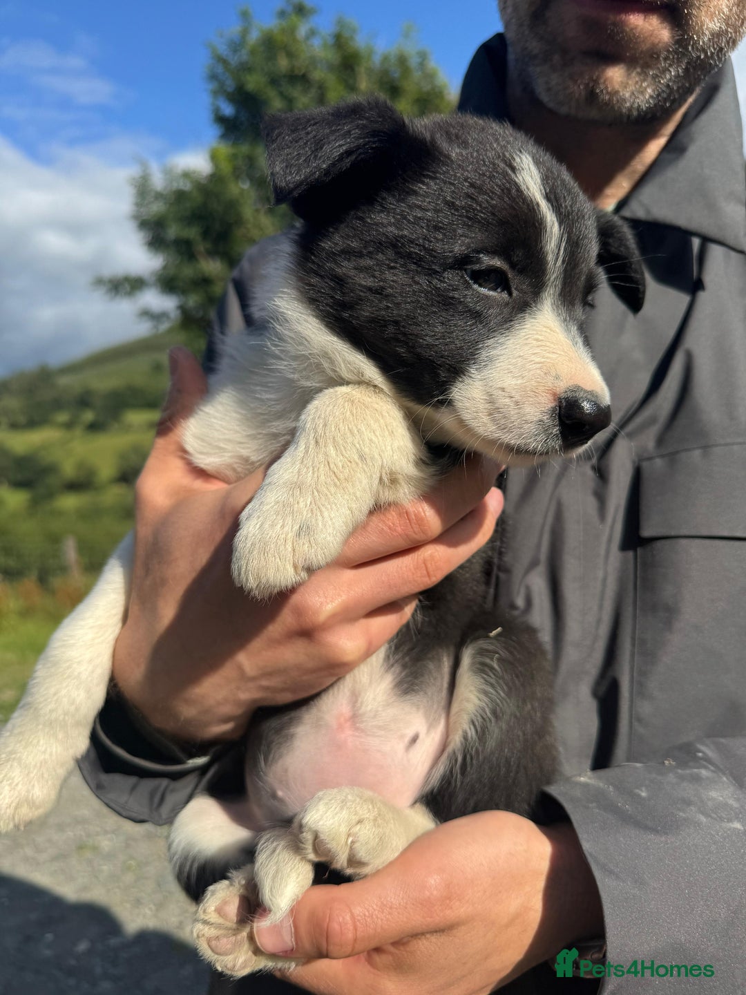 Border Collie dogs for sale: Mid Wales border collie pups  - Image 14