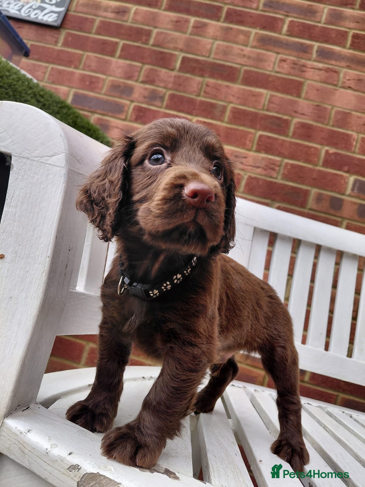 Cocker Spaniel dogs KC working Cocker puppies  - Advert 1