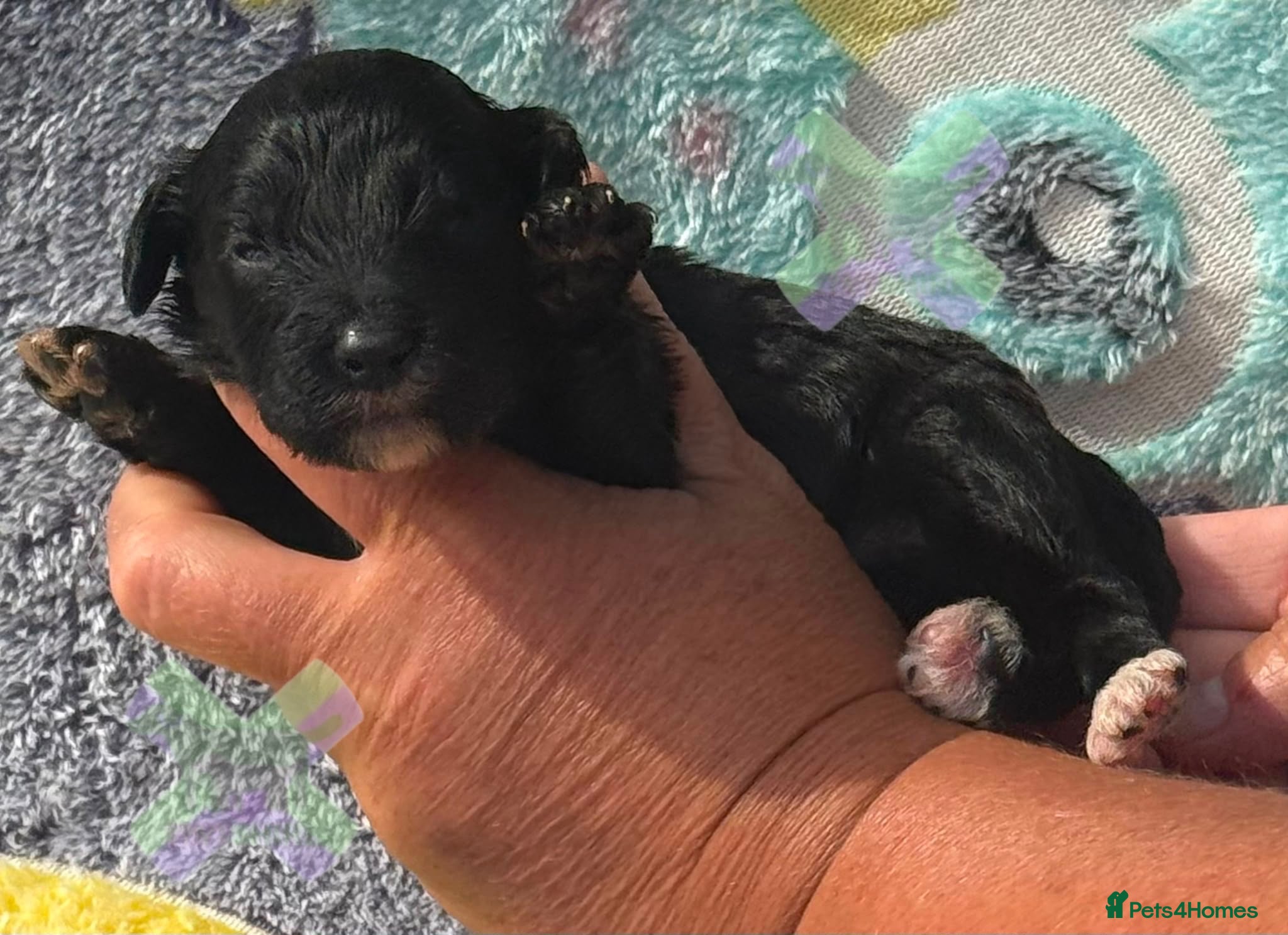 Cockapoo dogs F1 mini Cockapoo’s 30 dna health tested clear  - Advert 2
