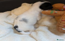 Biewer Terrier dogs for sale: Adorable Purebred Biewers  - Image 23