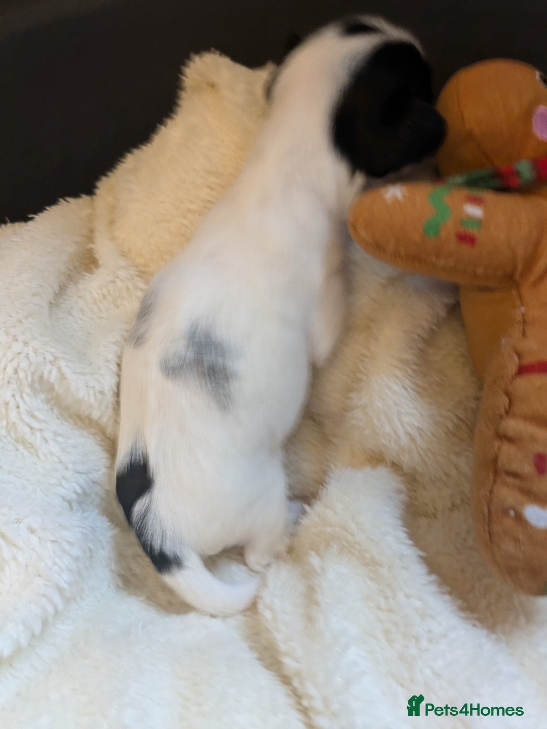 Biewer Terrier dogs for sale: Adorable Purebred Biewers  - Image 23