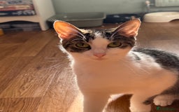 Mixed Breed cats for sale: Gorgeous year old girl  - Image 2