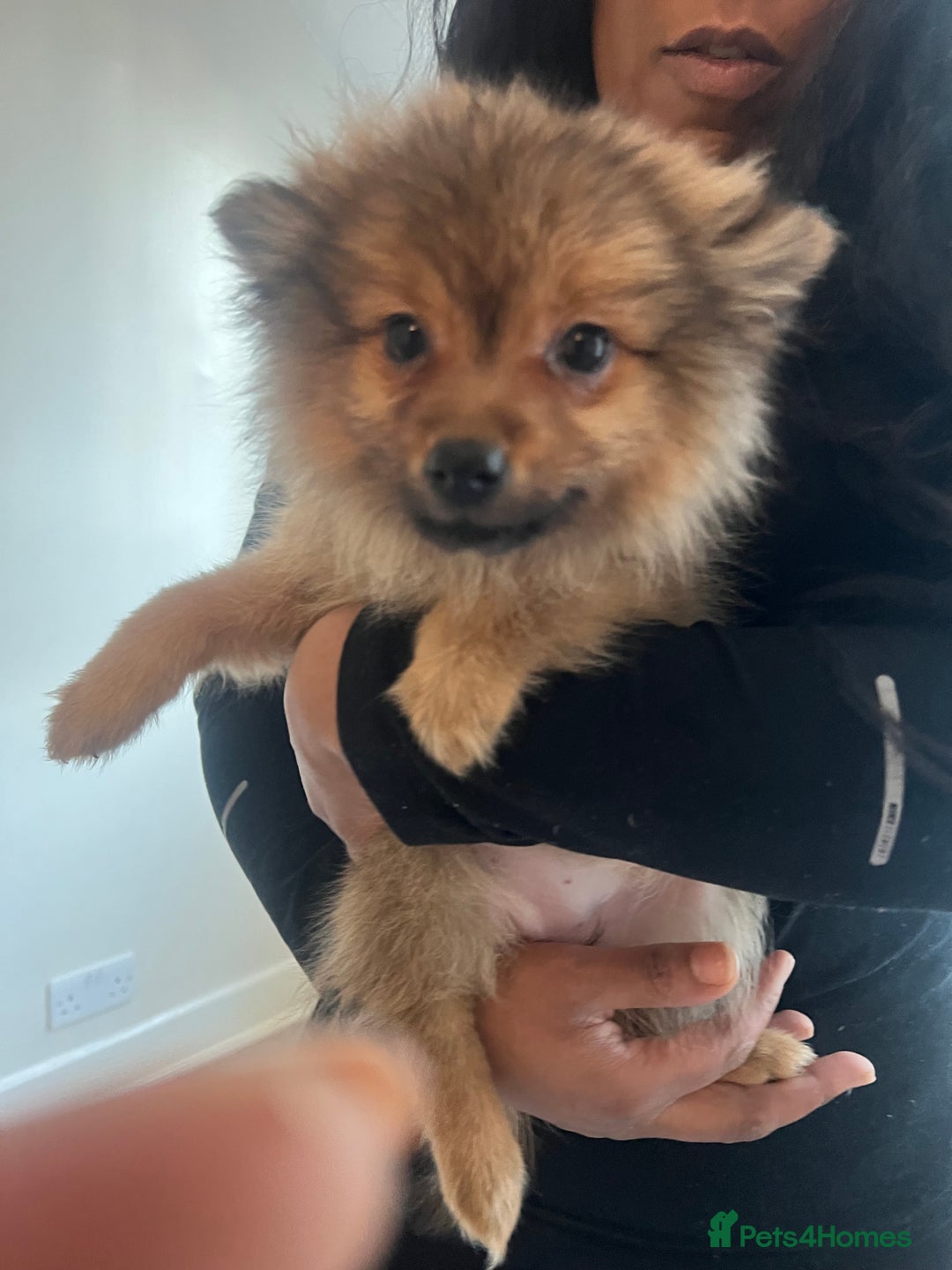 Mixed Breed dogs for sale: The cutest Pups: German & Japanese Pomeranian - Advert 16
