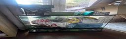 Frog reptiles for sale: 3 White’s Tree Frogs, 2 Vivs, Loads of Equipment🐸 - Advert 8