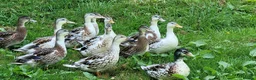 Ducks poultry for sale: Miniature Silver Appleyard Ducks for Sale in Stoke-on-Trent - Advert 3