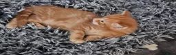 Mixed Breed cats for sale: Adorable fluffy ginger kittens in Crowthorne - Advert 13