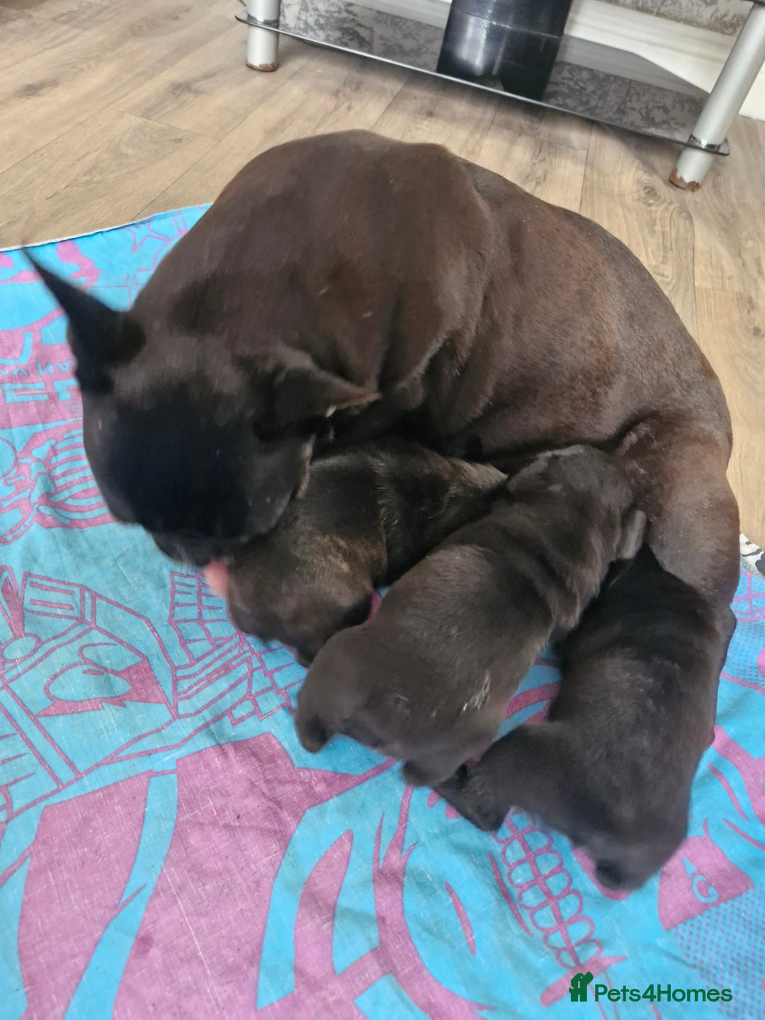 French Bulldog dogs for sale: French puppy's  - Image 7