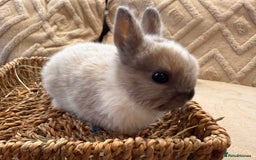 Netherland Dwarf rabbits for sale: 5 Adorable Netherland Dwarf Bunnies - Image 11